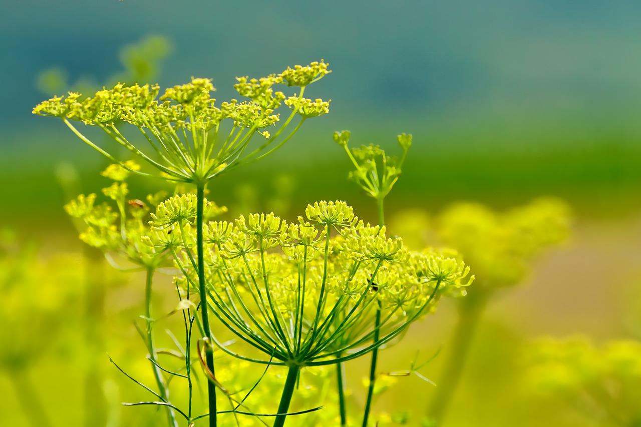 Fenchel